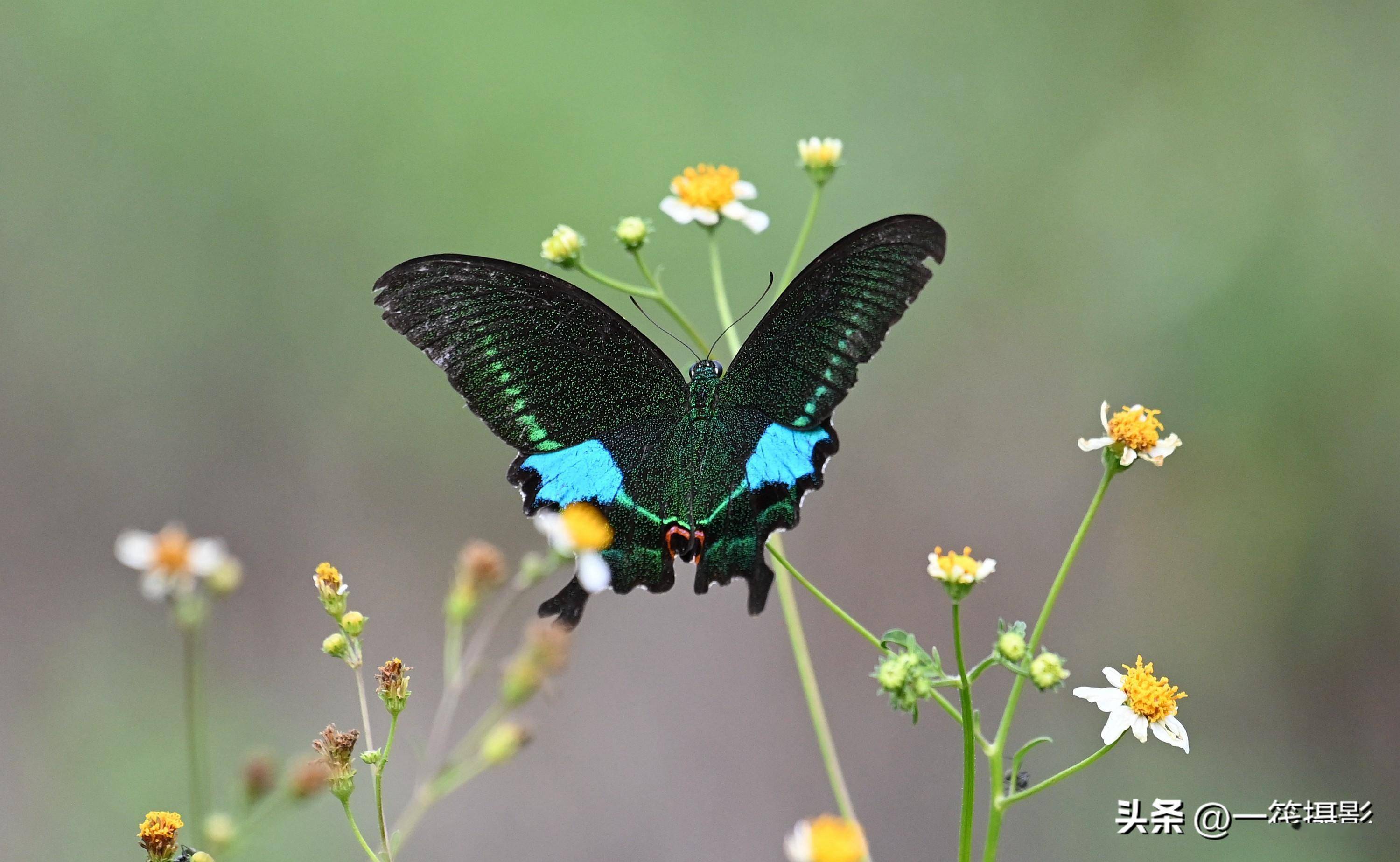 名叫巴黎翠凤蝶的中国本土凤蝶_绿色_黑褐色_模式