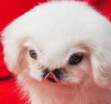 中国最贵的狗,鹰叭犬王大帝,价格高达7位数_都督_漂亮_回血