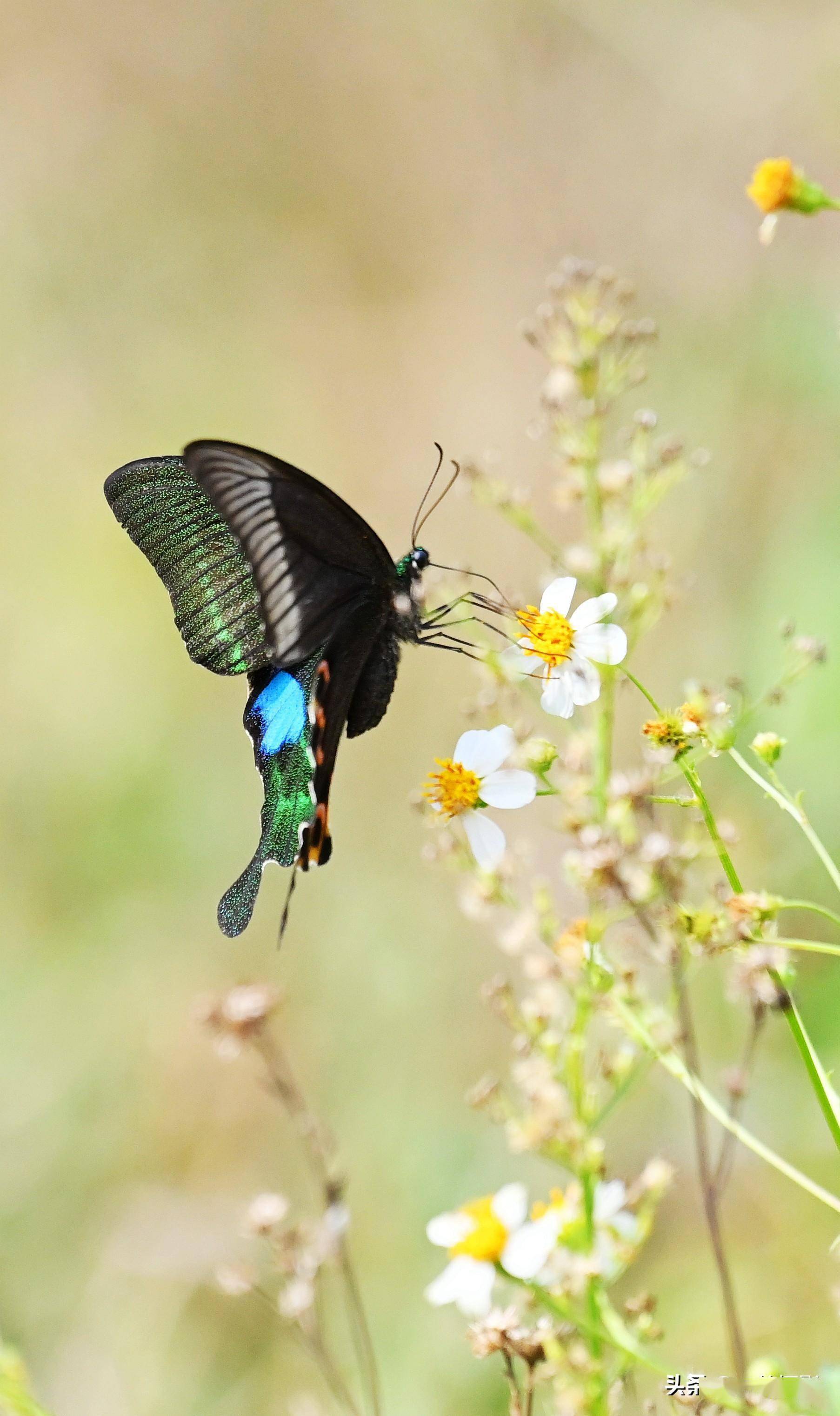 名叫巴黎翠凤蝶的中国本土凤蝶_绿色_黑褐色_模式