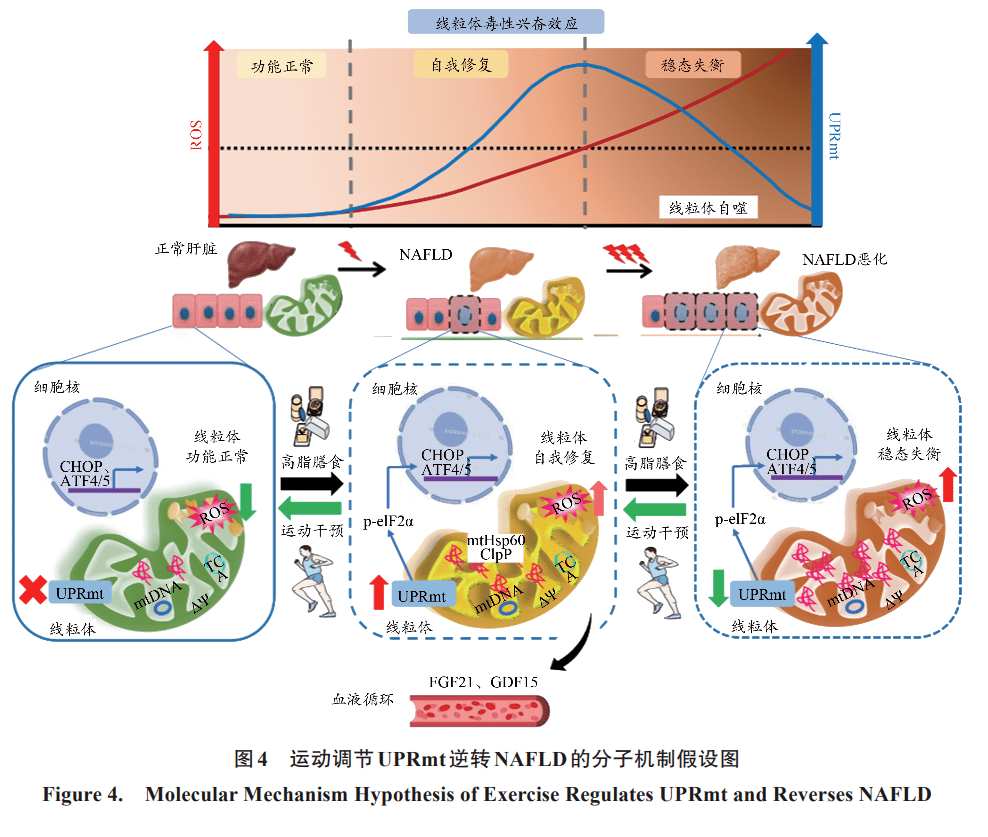 运动干预NAFLD的分子机制研究述评——基于ROS调节UPRmt的线粒体毒性兴奋效应_et_al_UPRmt
