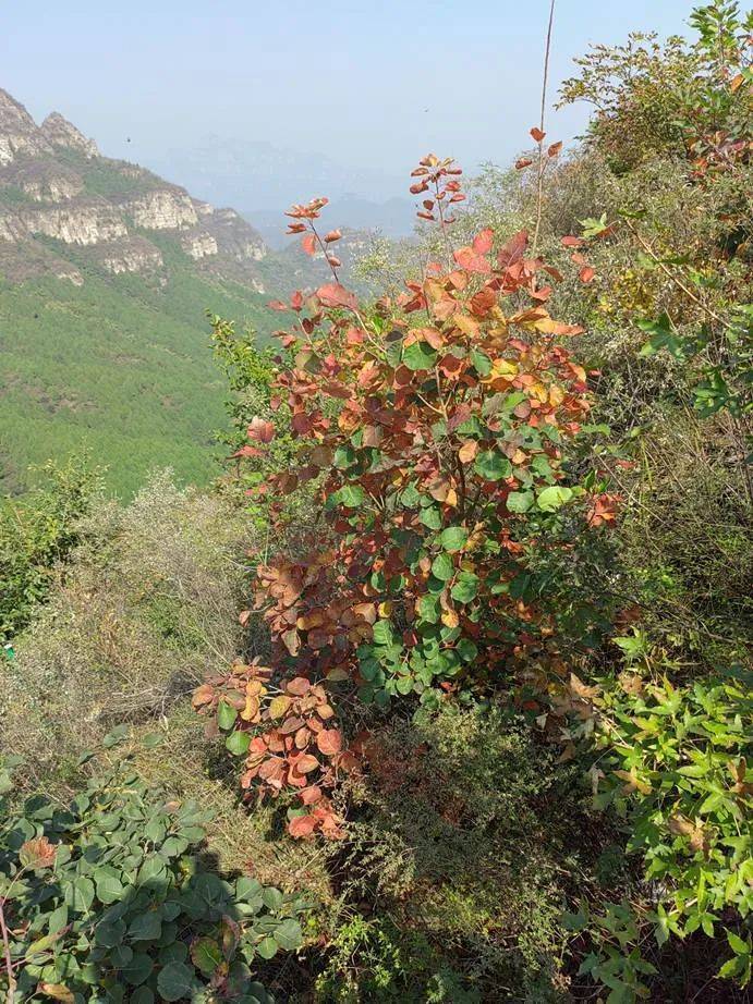 文化分享|媳婦嶺,保定較近的紅葉觀賞地_狼牙山_景點_方向