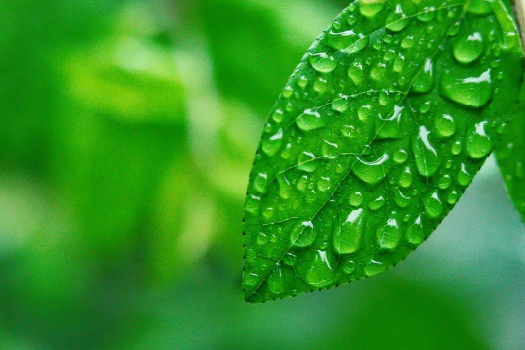 20首微雨诗词，不知何处雨，已觉此间凉