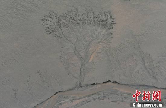 航拍钱塘江大潮“画”就的“大地之树”