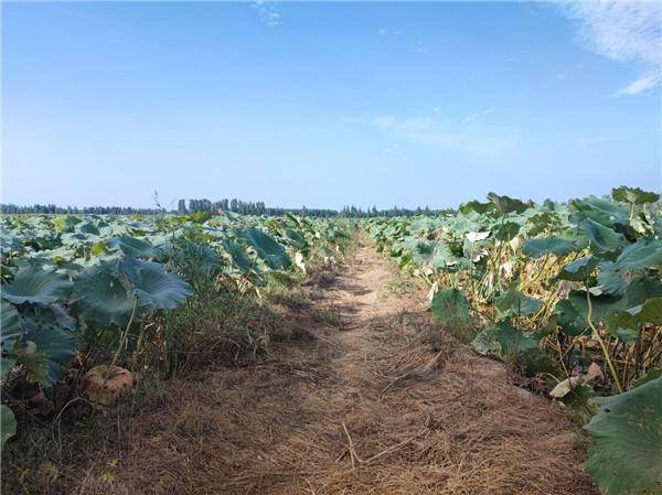 自有蓮藕基地500畝,蓮藕分揀倉儲中心3000平方米,年收購新鮮蓮藕一千