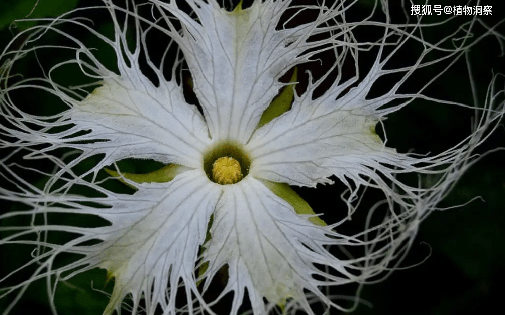 果实_食用_的作用