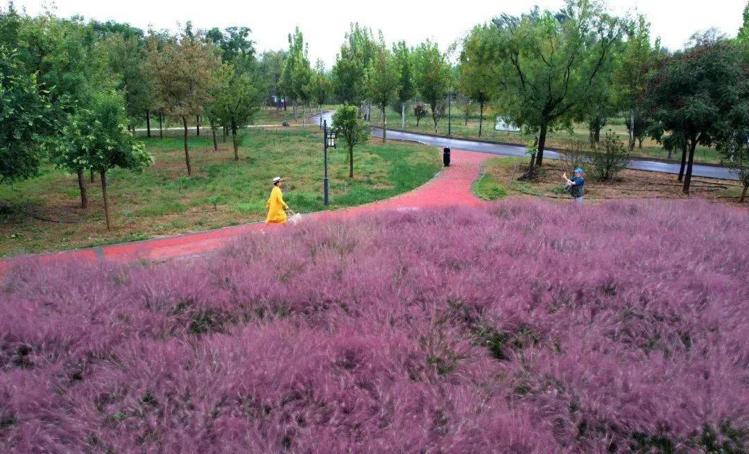 衡水宝云公园粉黛乱子草进入盛花期,梦幻粉"圈粉"无数!