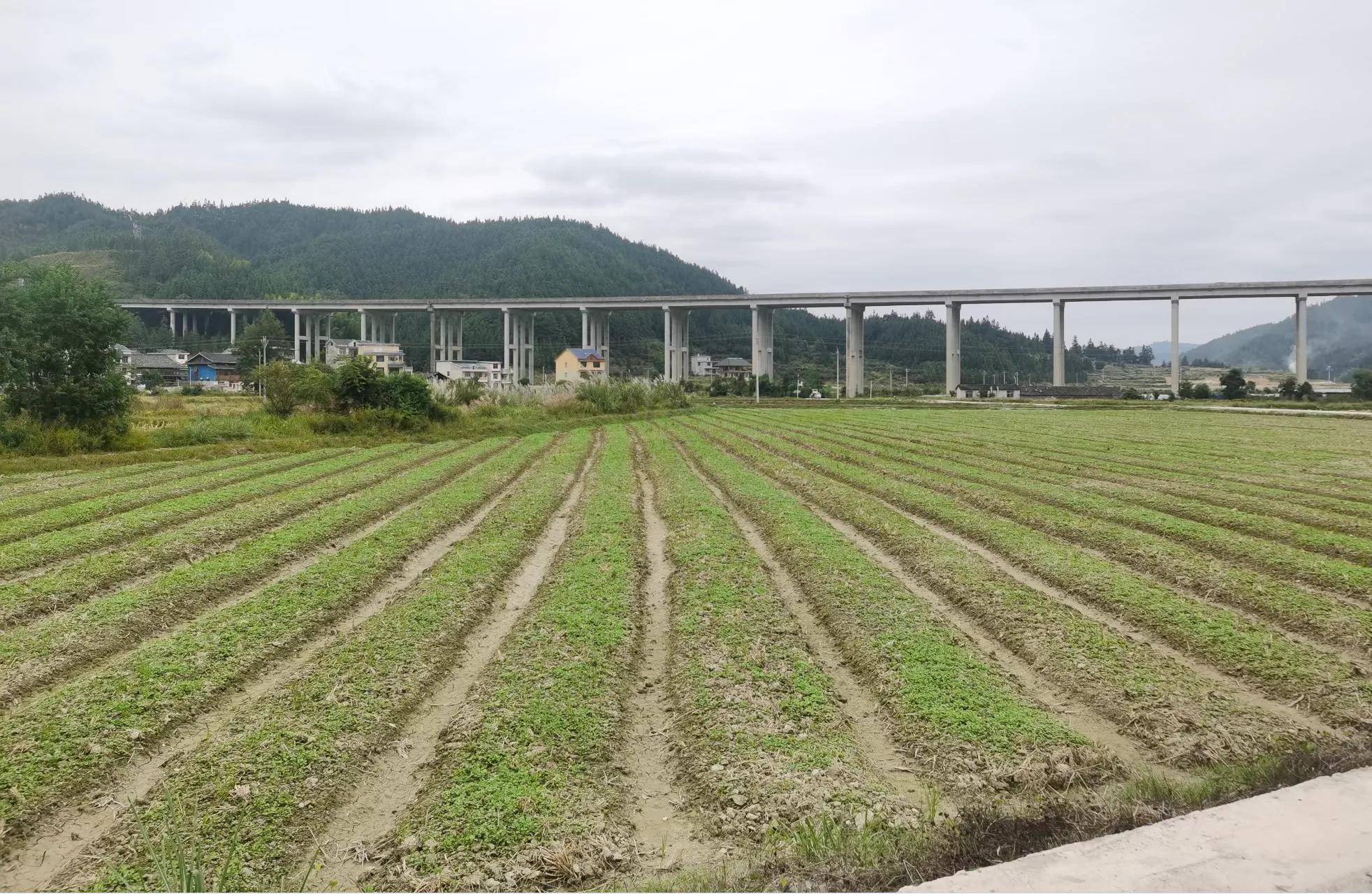 黎平县中潮镇:秋冬种正当时_种植_油菜_黄村