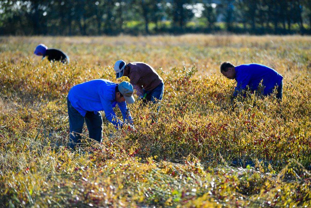"三辣之乡"千亩辣椒喜迎丰收_宝坻区_王卜庄镇_王各庄村
