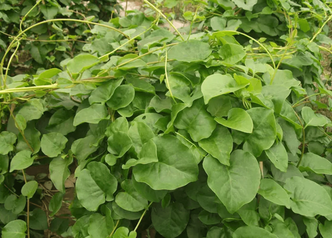 1种常见的野草,在农村瓦房上生长,藤茎6米长,俗称藤三七,珍贵