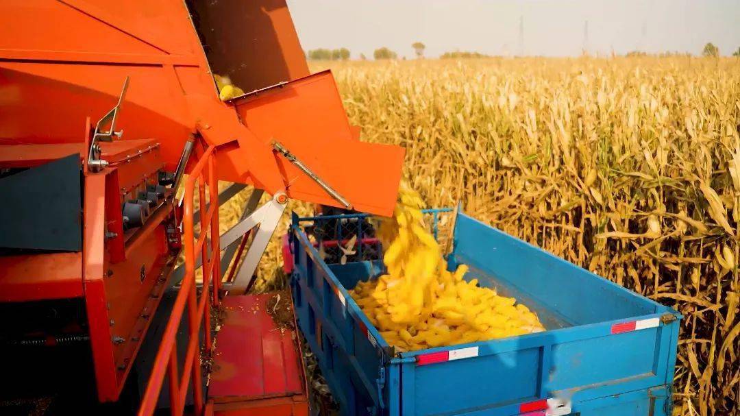 金秋玉米喜丰收 遍地金黄粮满仓_昌图县_头道镇_铁岭市
