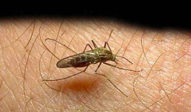 非洲人从不担心被蚊子咬，即便蚊虫叮满全身？有人知道原因吗