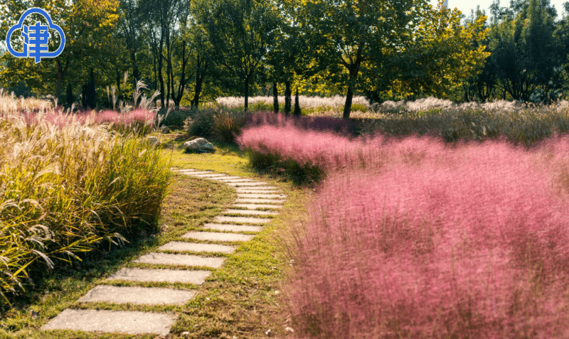 粉黛乱子草进入最佳观赏期 泰达植物资源库芊卉园开放_游客_景观_程序