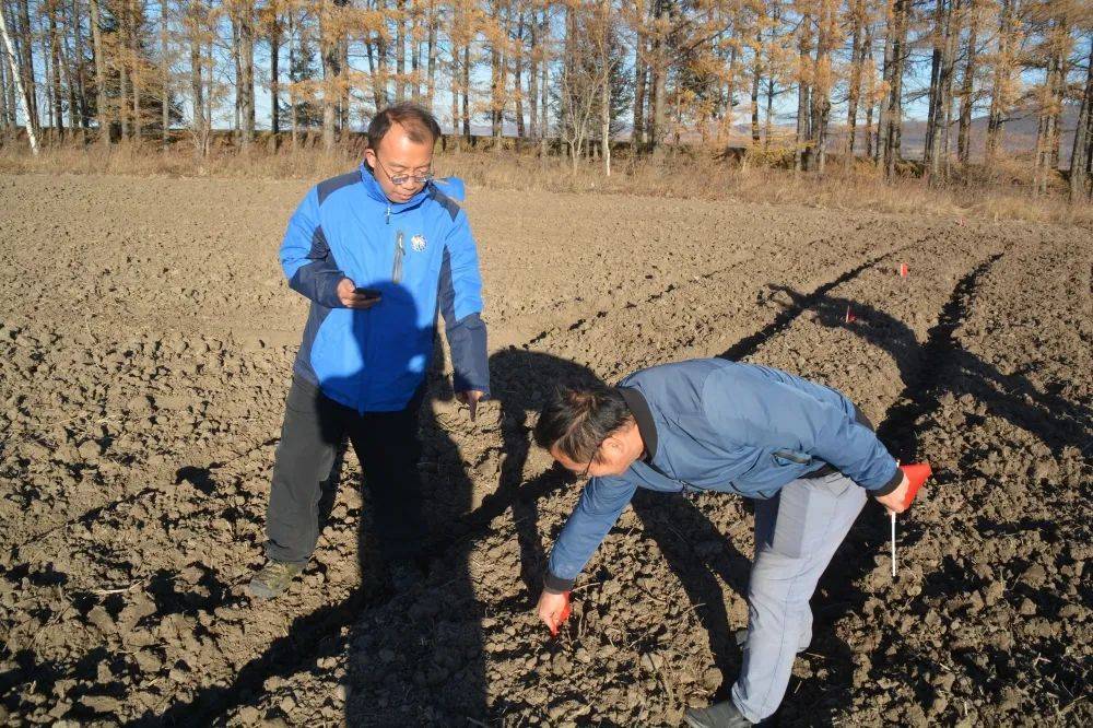 北兴农场有限公司等高线种植 黑土保护有了"新秘籍"