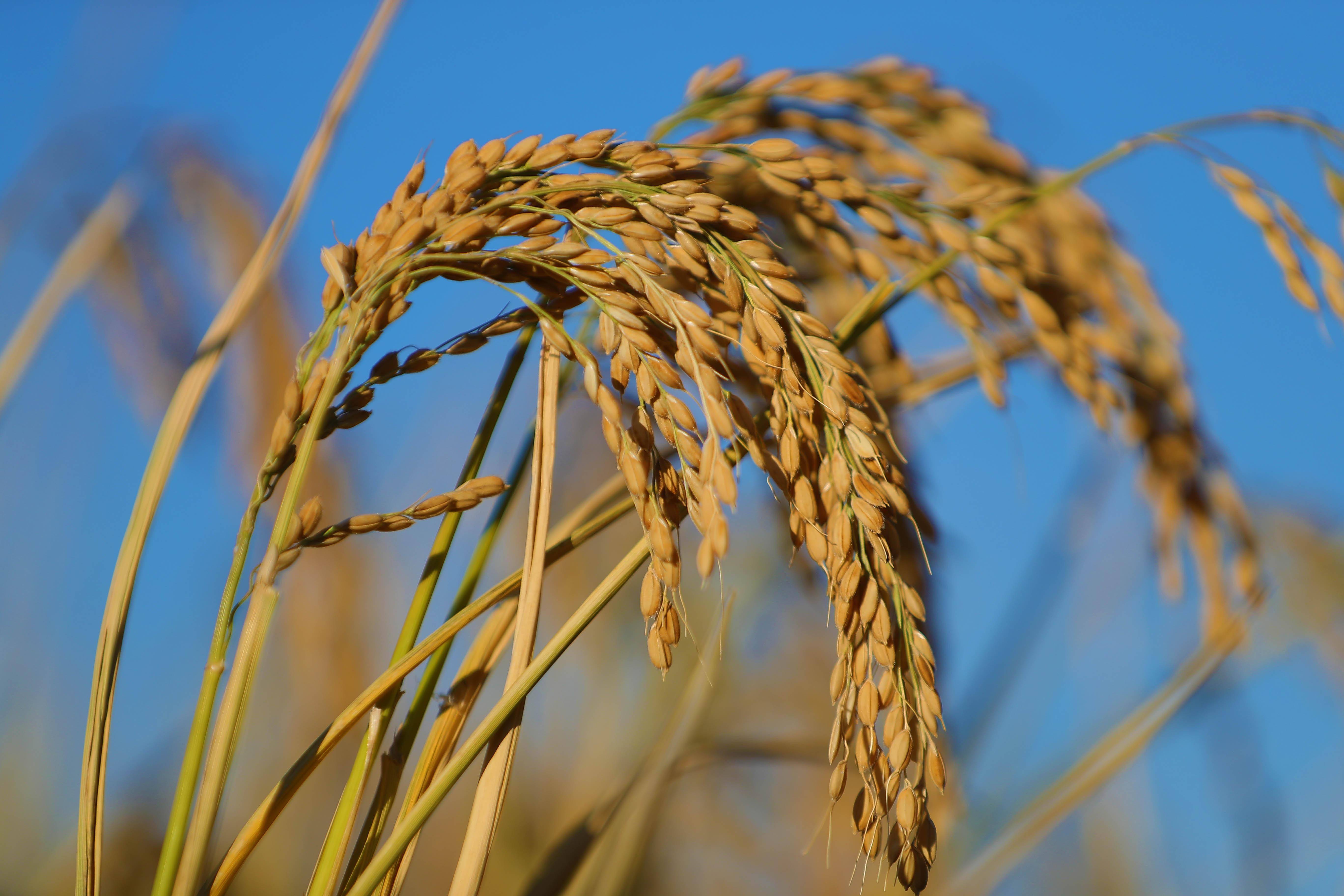 截至10月17日,辽宁省粮食作物已收获3434.1万亩,收