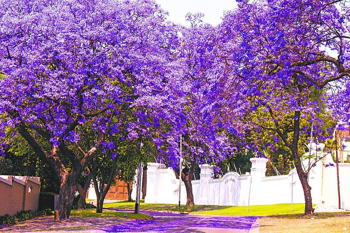 南非蓝花楹从浪漫到包容