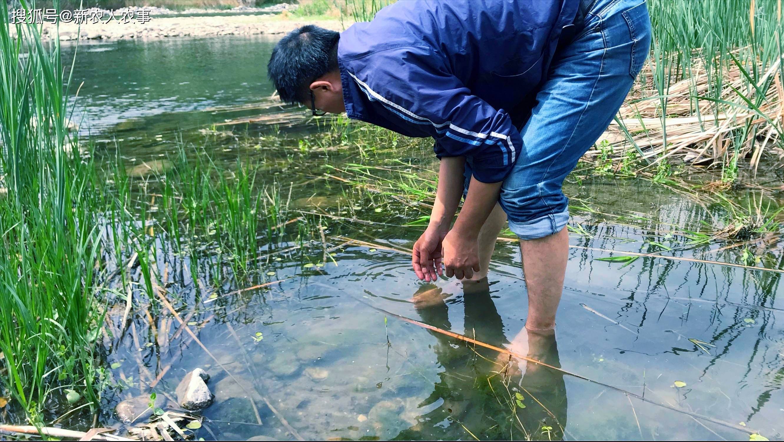 男子在水库里捡田螺,偶遇破洞的蚌壳吐泡泡,随后的经历让人羡慕_黄辣