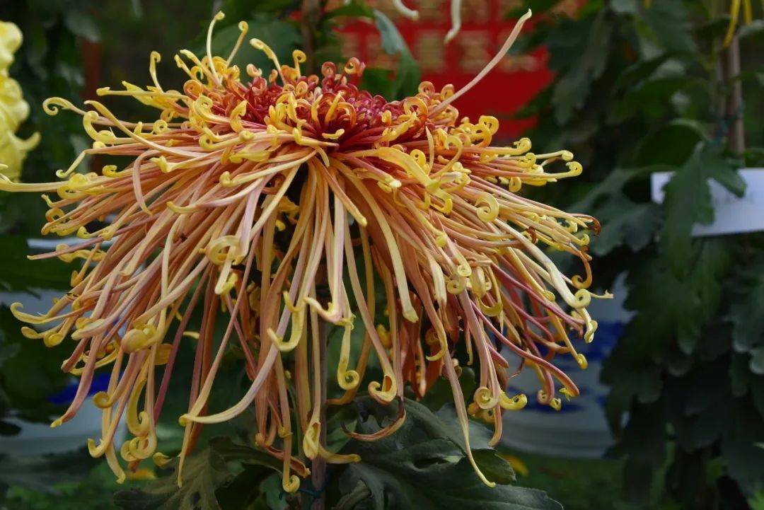 中原_畅游_盛宴