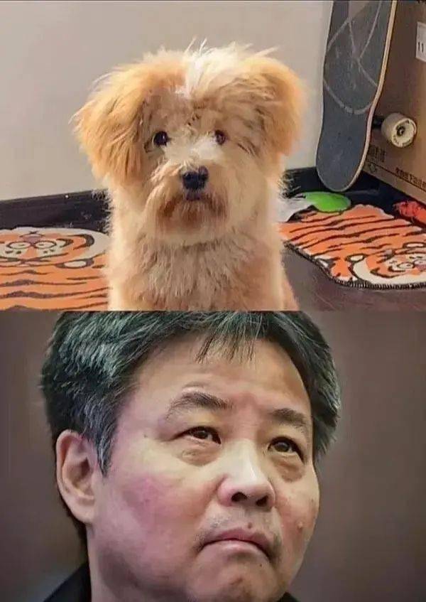 《苟活》发现一只长得很像余华老师的狗子01哈哈哈哈哈哈哈哈哈哈今天