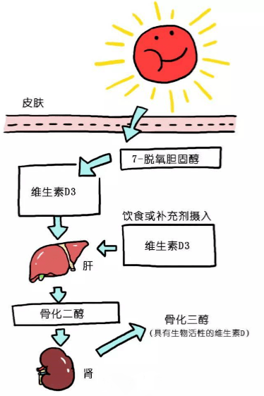 十个点,带你了解人体不可缺少的维生素d