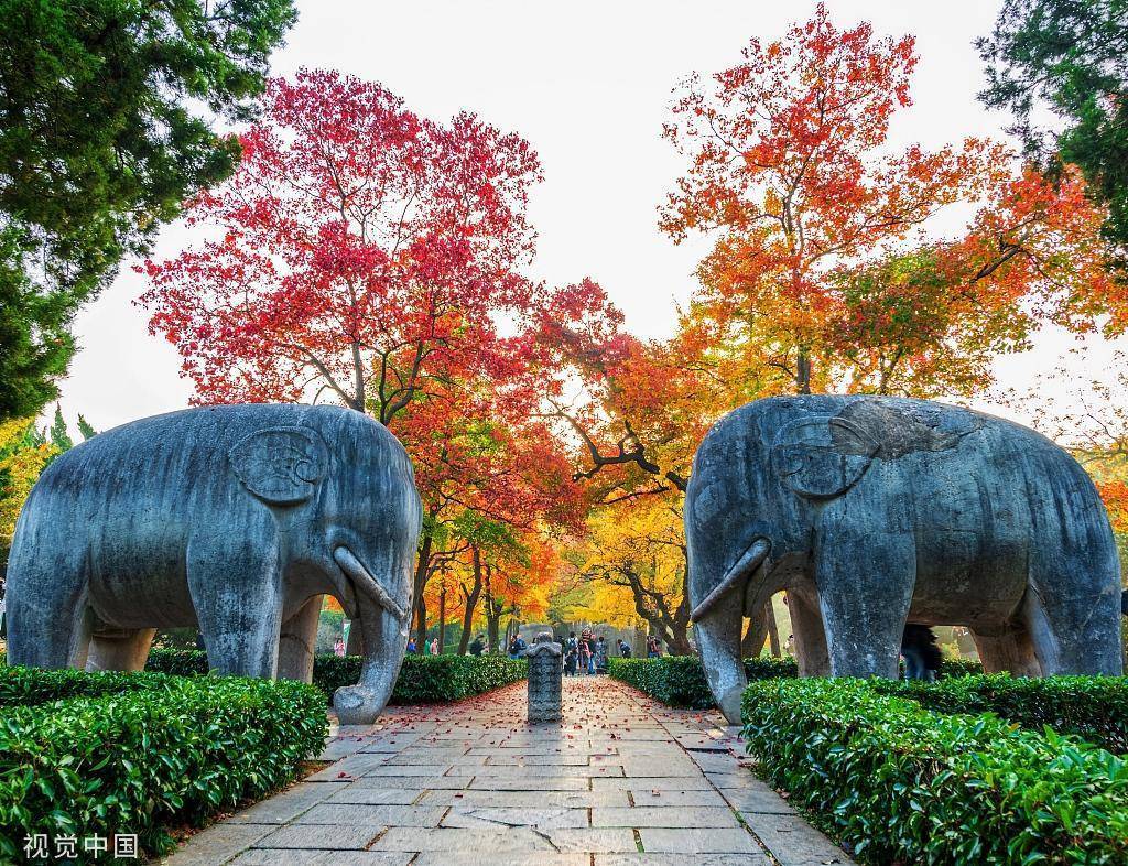 南京最佳秋景即将上线，石象路是如何进阶成为最美600米的？