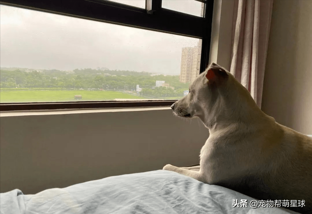 近日,网友分享自家狗狗"培根"趴在窗边,目不转睛地盯着窗外,背影还透