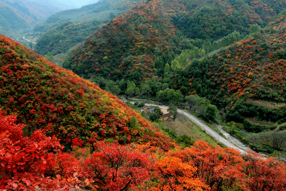 秋色正浓张天灵摄瑰丽无比刘涝慈摄10月中旬至11月