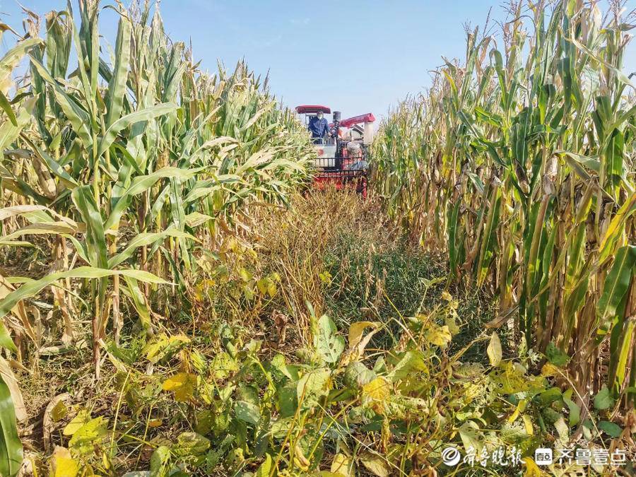 大豆玉米带状复合种植迎丰收:稳粮增豆,大豆平均亩产126公斤_禹城市