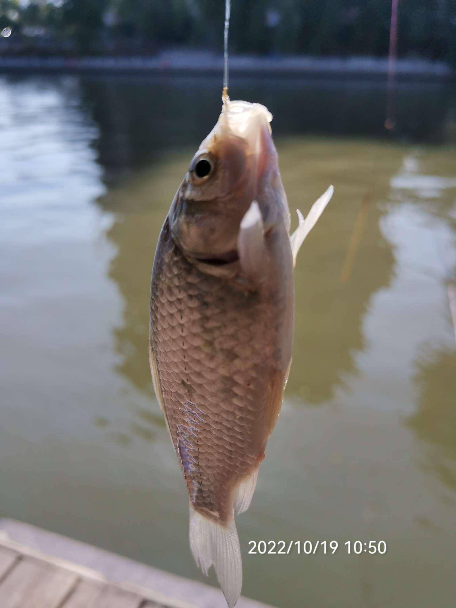 饵料刺激巧钓法，滑口鱼照钓不误