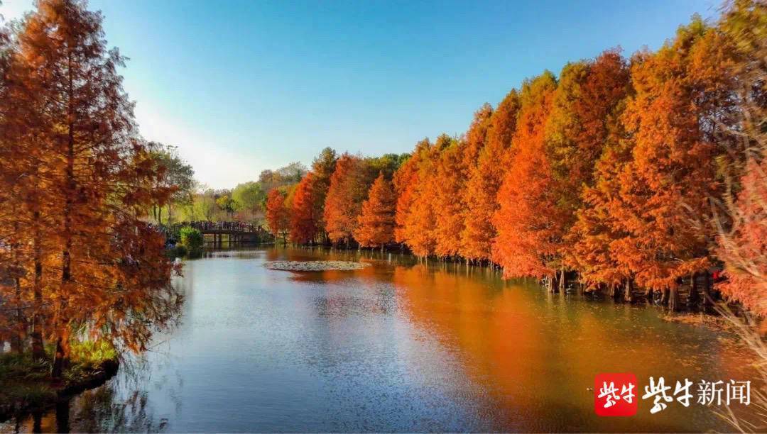 秋叶渐渐变色啦！南京最美秋景开启，请收下这份赏叶时间表！