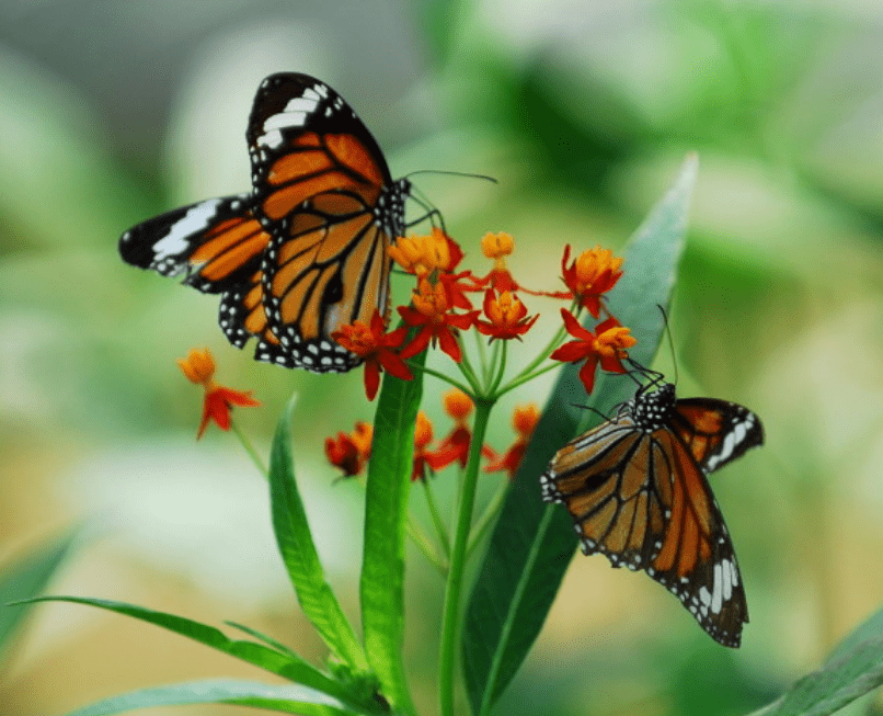 湘西王陈渠珍:深爱一位19岁藏族女孩,迁葬时墓地飞出2只蝴蝶_西原