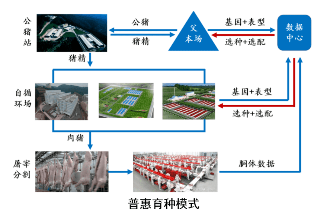 喜报！扬翔&amp;华中农大校企合做功效获“全国农牧渔业丰收奖”一等奖