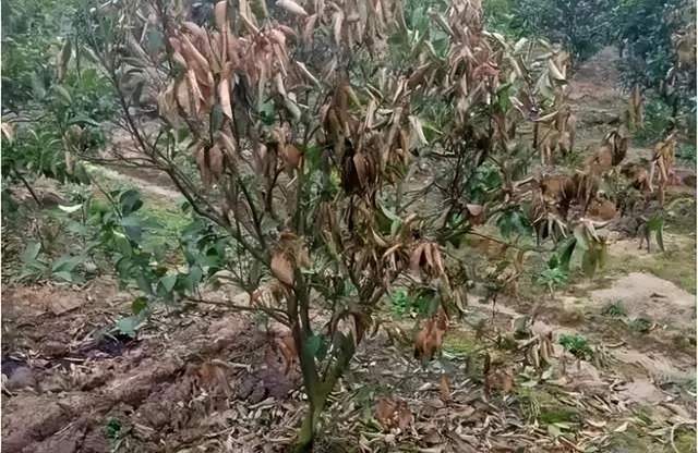 柑橘异常落叶危害大!预防冬季落叶的四大措施你知道吗?