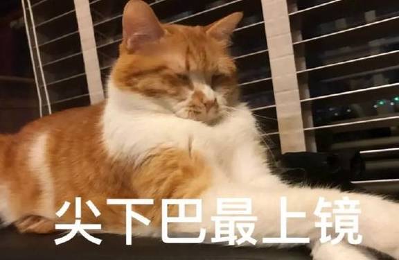 橘猫一失踪仆人就找了良久，一昂首就笑出声了，喵：还不扶朕下来