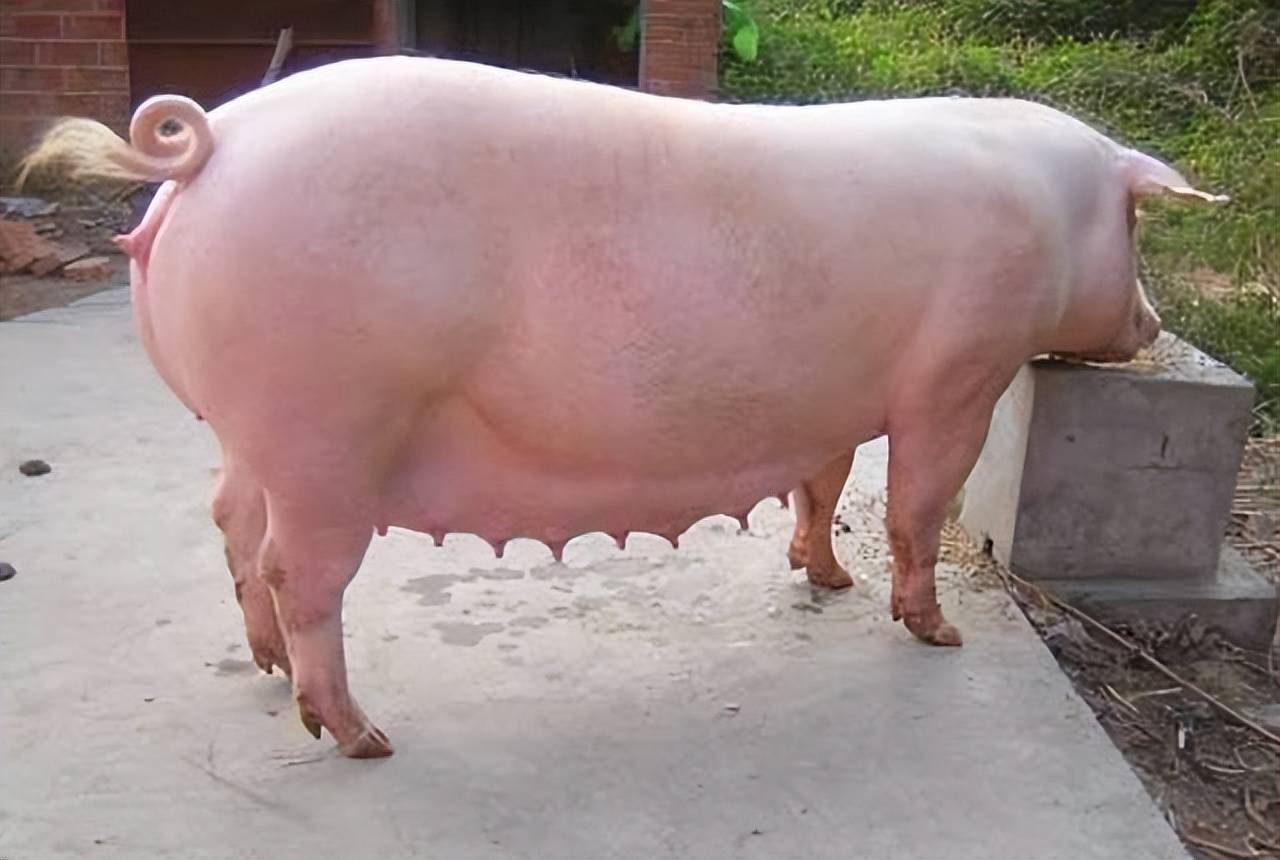 母猪不发情用什么土方法?二胎母猪不发情用什么偏方?_激素_中药_饮水