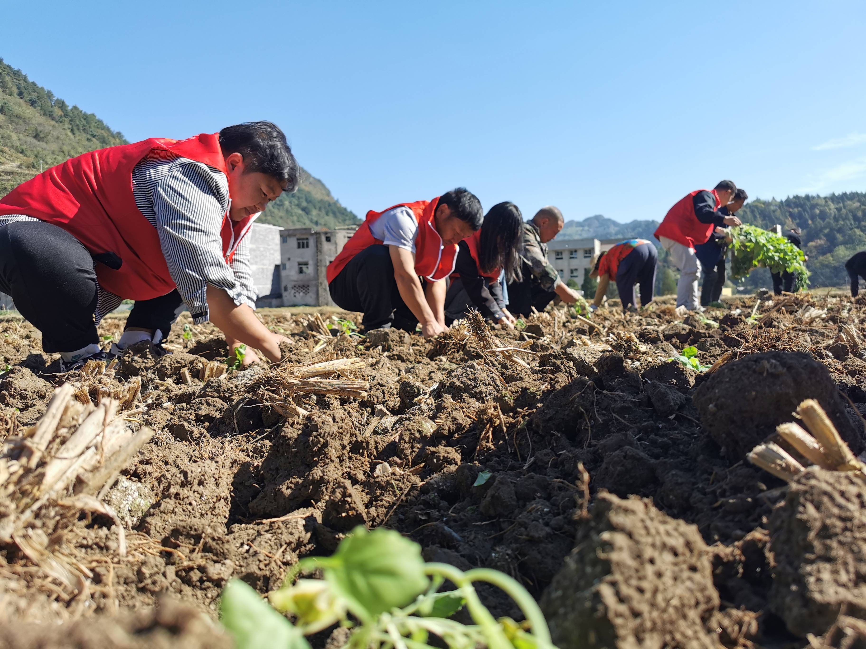 二十大时光|德江沙溪:党员干部带头干 抓实秋种稳粮仓_群众_种植_社区