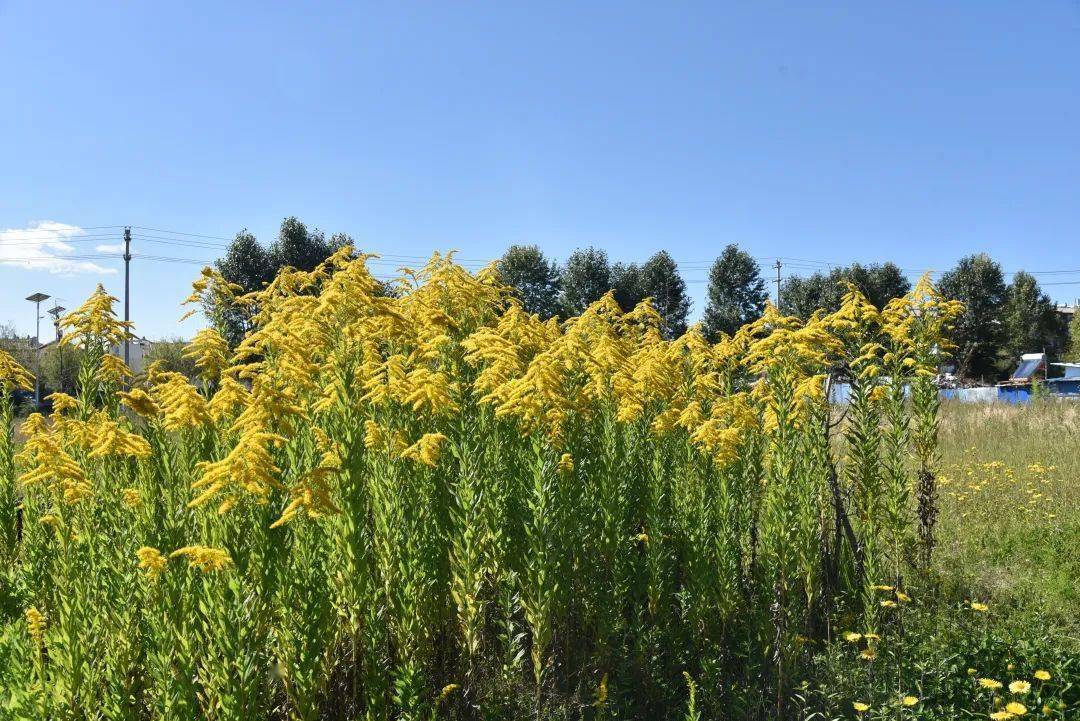 加拿大一枝黄花叶片图片