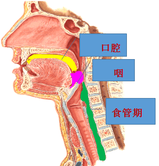 吞咽过程图图片