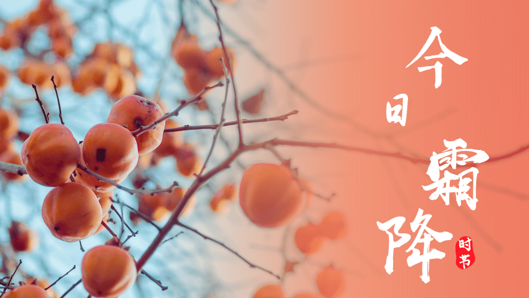 繁霜结寒翠，请君添暖衣_时节_柿子_菊花