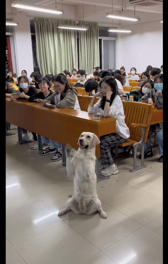 学生狗任务图片