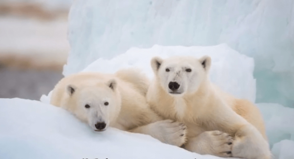 虎鲸vs北极熊!最强和最有名的对抗赛!谁会胜出?_海豹_陆地_猎物