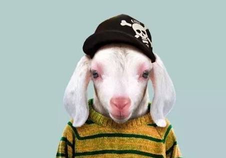 动物也拍证件照了!网友调侃:图三的哈士奇你是来搞笑的吗?