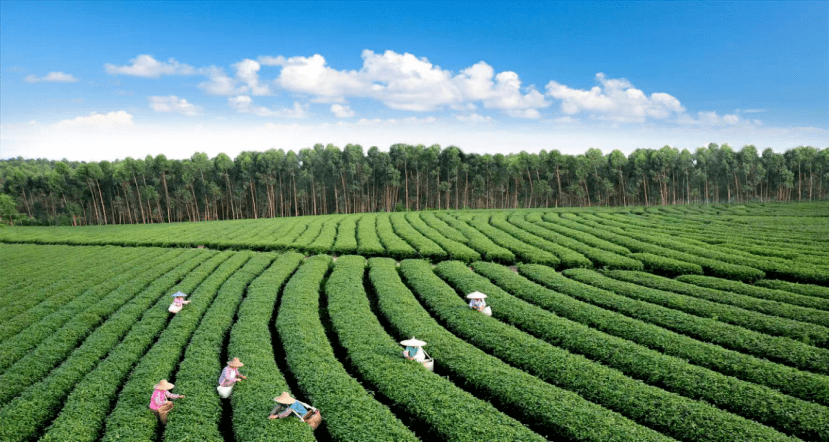 一個低調的寶藏旅行目的地._廉江_旅遊_風景區