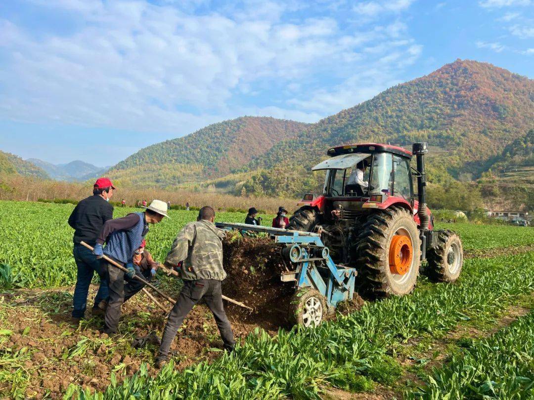 奋进新征程 | 成县:深耕沃土田,丰收致富"蓝"_种植_板蓝根_二郎乡
