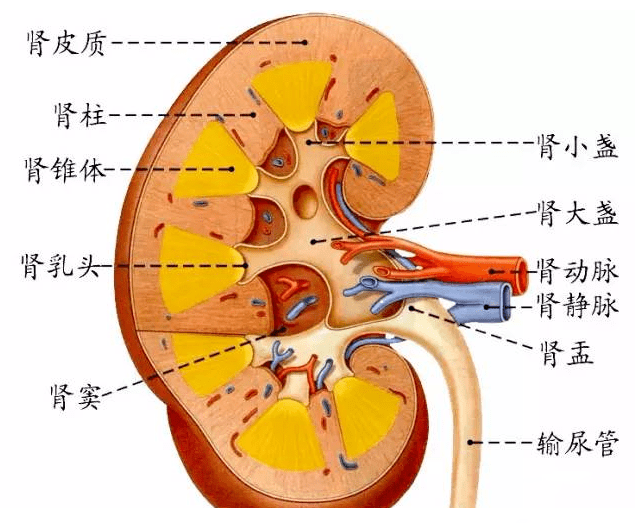 内脏与疼痛 肾的形态结构