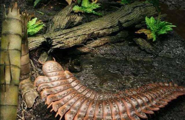 节身材虫-别闹,马陆和蜈蚣真不是我儿子_结构_身体_体型