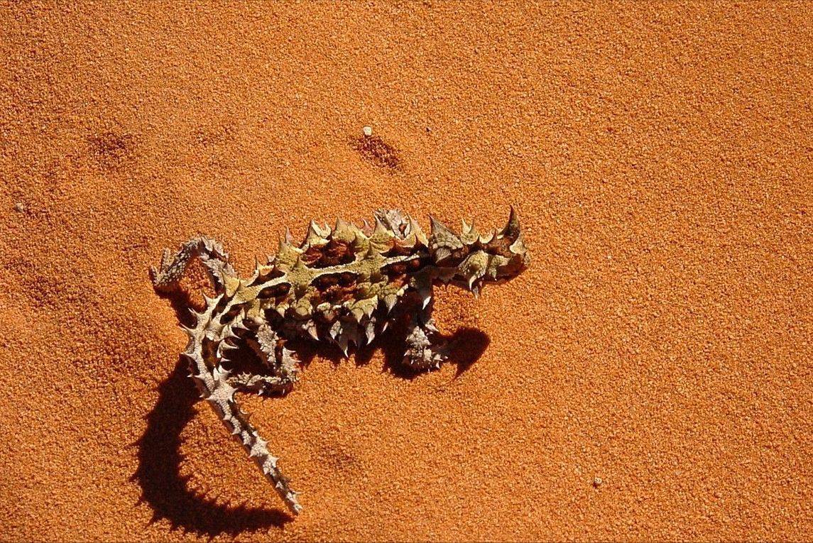 长相怪异的澳洲魔蜥!