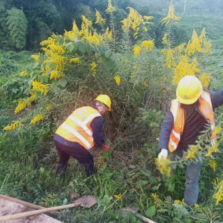 重庆又被发现“加拿大一枝黄花”专家提醒，“不要盲目摘除”