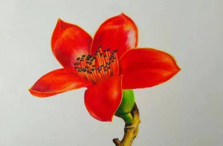 彩铅花卉教程 | 红彤彤的木棉花,这个冬天给你温暖!_暗部_step_黑色