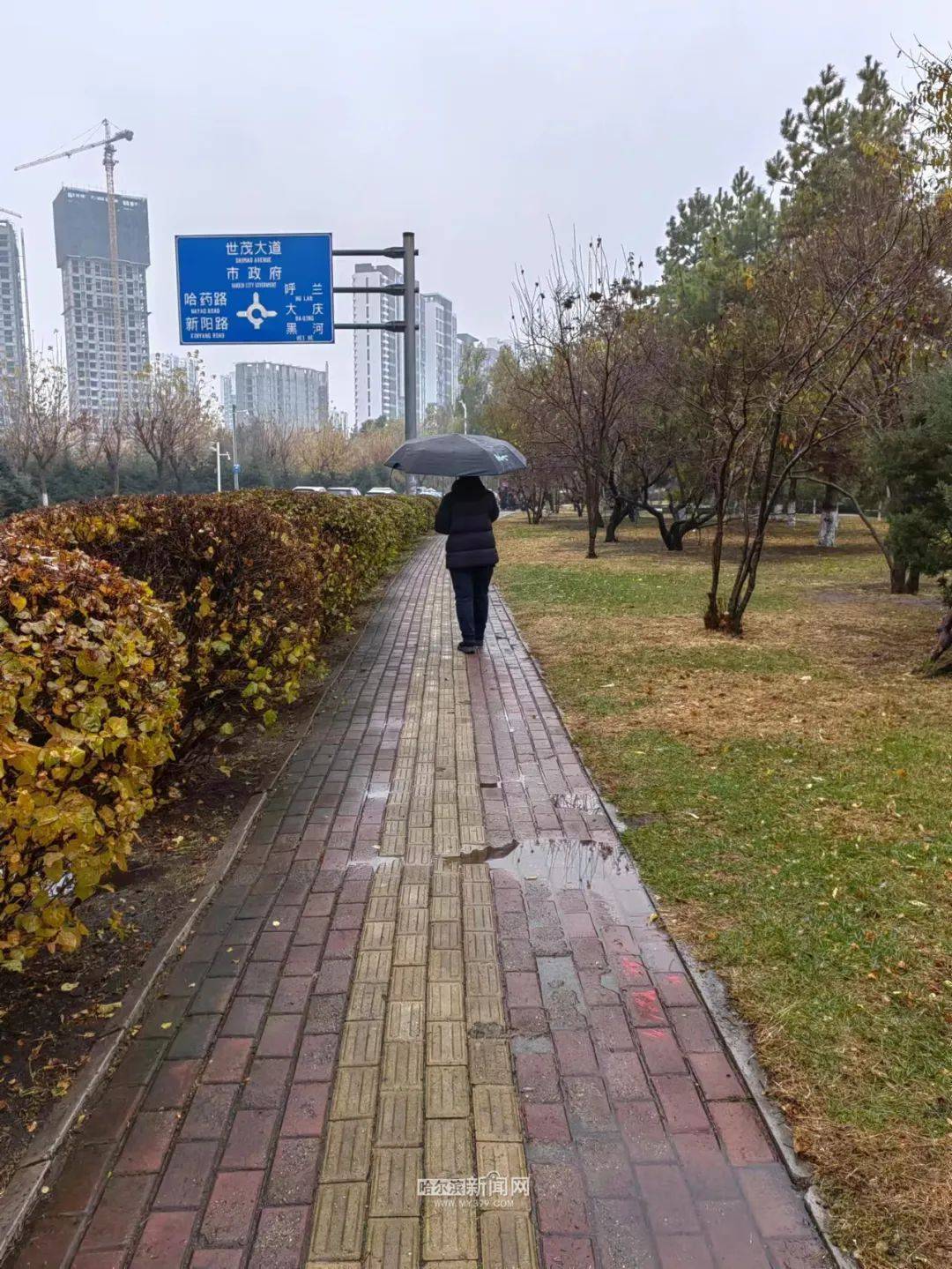 手机记者卖炭翁 桦树眼 老照 春雨润物生捌加壹王贵伟凌剑萧风许哥