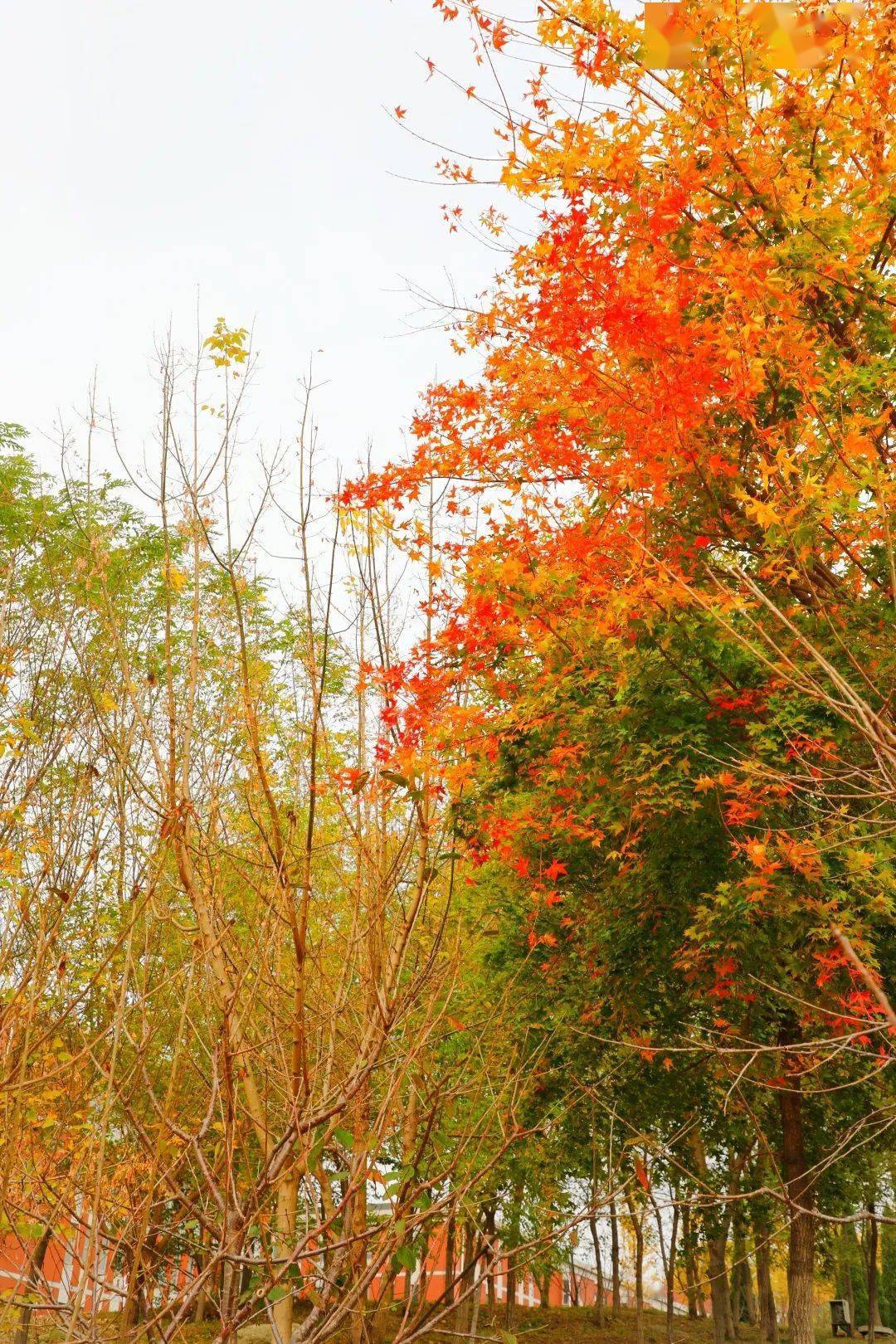 我要写秋天,就不能只写秋天_青春_田震_大艺
